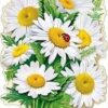 Плакат Букет ромашек 0800864 3 Плакат Букет ромашек 0800864