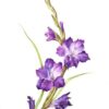 Плакат Гладиолусы 0800894 2 Плакат Гладиолусы 0800894